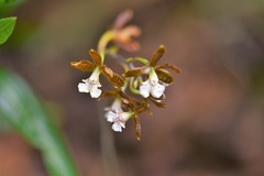 Prosthechea varicosa