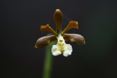 Prosthechea varicosa