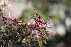 Calliandra eriophylla