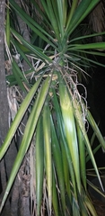Yucca gigantea