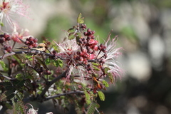 Calliandra eriophylla