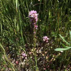 Castilleja densiflora