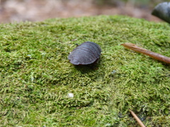 Blaberinae