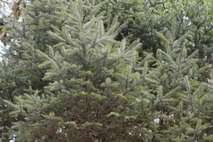 Abies guatemalensis