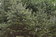 Abies guatemalensis