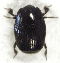 Carcinops pumilio