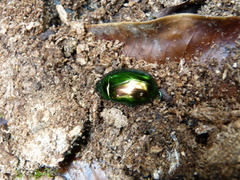 Calomacraspis splendens