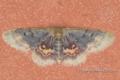 Idaea scintillularia
