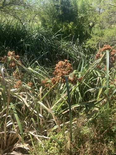Cyperus byssaceus, photograph 1