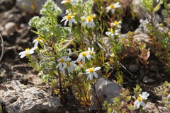 Thymophylla concinna