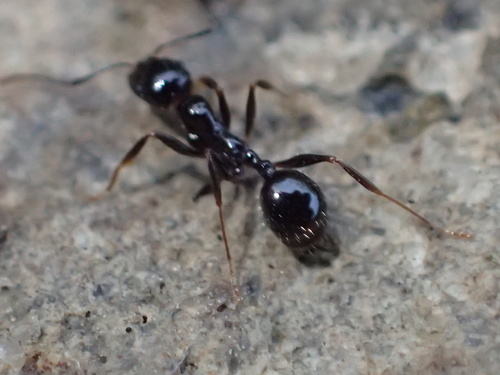 Aphaenogaster patruelisAphaenogaster patruelis