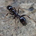 Aphaenogaster patruelis - Photo (c) Cedric Lee, μερικά δικαιώματα διατηρούνται (CC BY-NC), uploaded by Cedric Lee