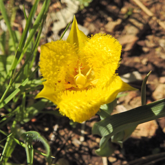 Calochortus monophyllus