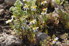 Thymophylla concinna