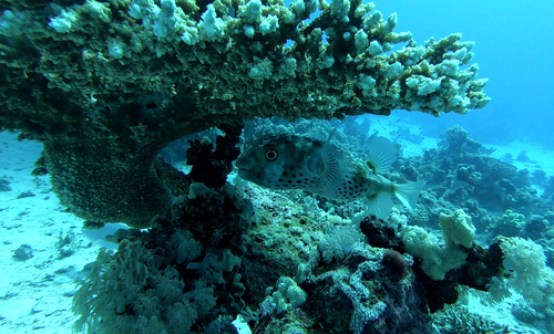 Spotbase Burrfish — seen at this dive site