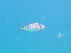Caranx caballus