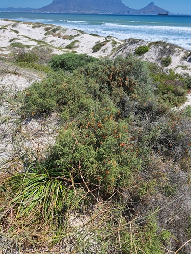 Image of Passerina ericoides by (c) Luke Foster, some rights reserved (CC BY)