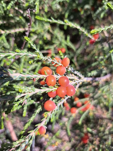 Image of Passerina ericoides by (c) Luke Foster, some rights reserved (CC BY)