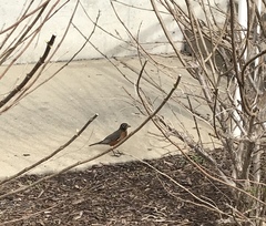 Turdus migratorius
