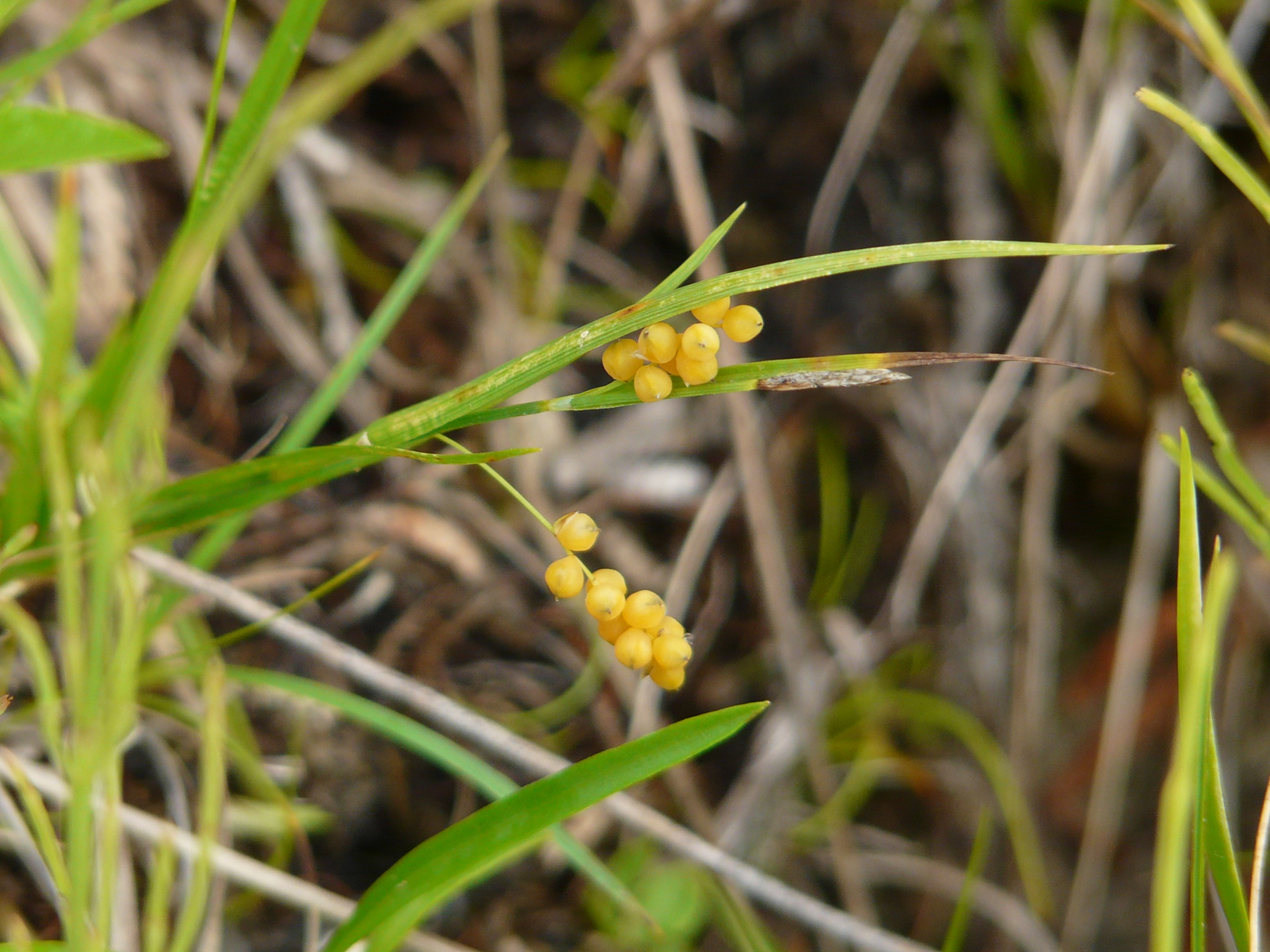 Carex aurea