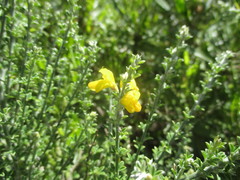 Genista canariensis
