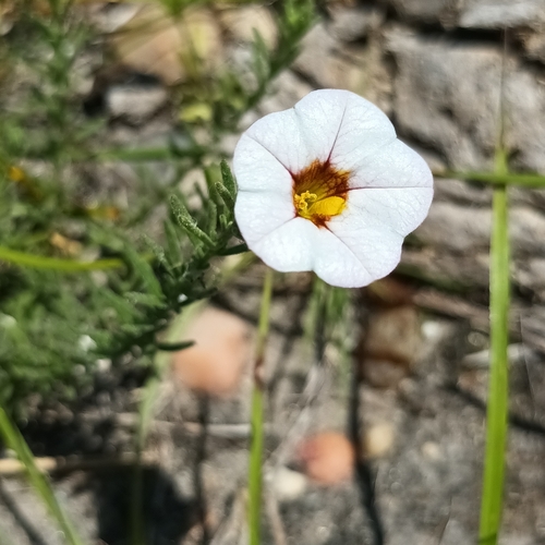 Calibrachoa humilis (Calibrachoa humilis)