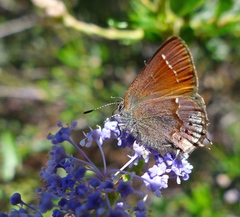 Callophrys muiri