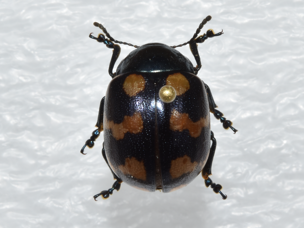 Leptinotarsa heydeni