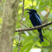 Palawan Drongo - Photo (c) matthewkwan, some rights reserved (CC BY-ND), uploaded by matthewkwan