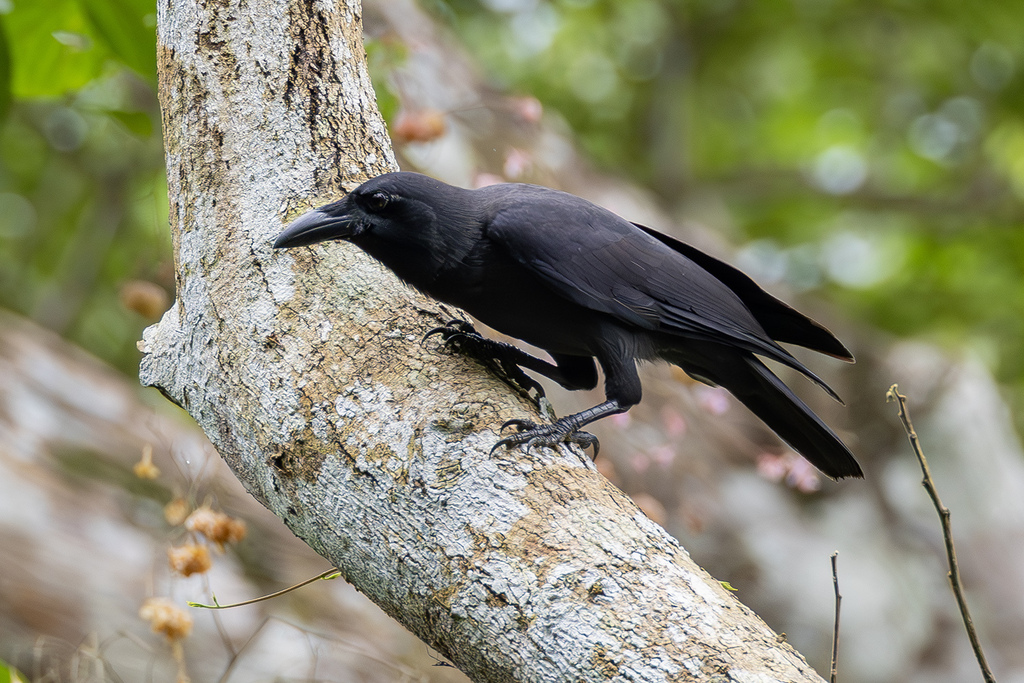 Palawan Crow photo