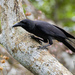 Palawan Crow - Photo (c) matthewkwan, some rights reserved (CC BY-ND), uploaded by matthewkwan