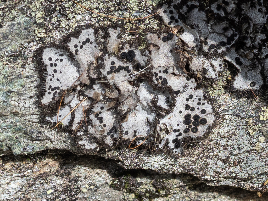 Fringed Rocktripe Lichen