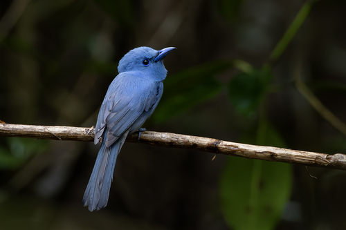 Blue Paradise-Flycatcher