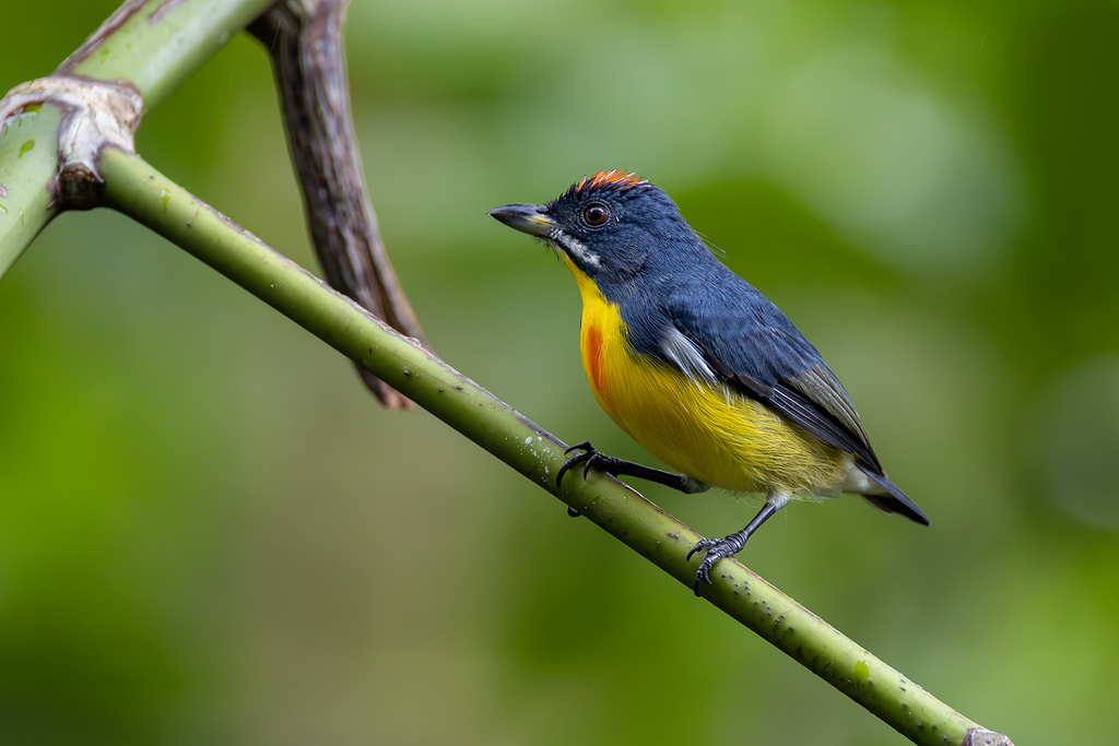 Palawan Flowerpecker photo