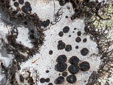 Fringed Rocktripe Lichen