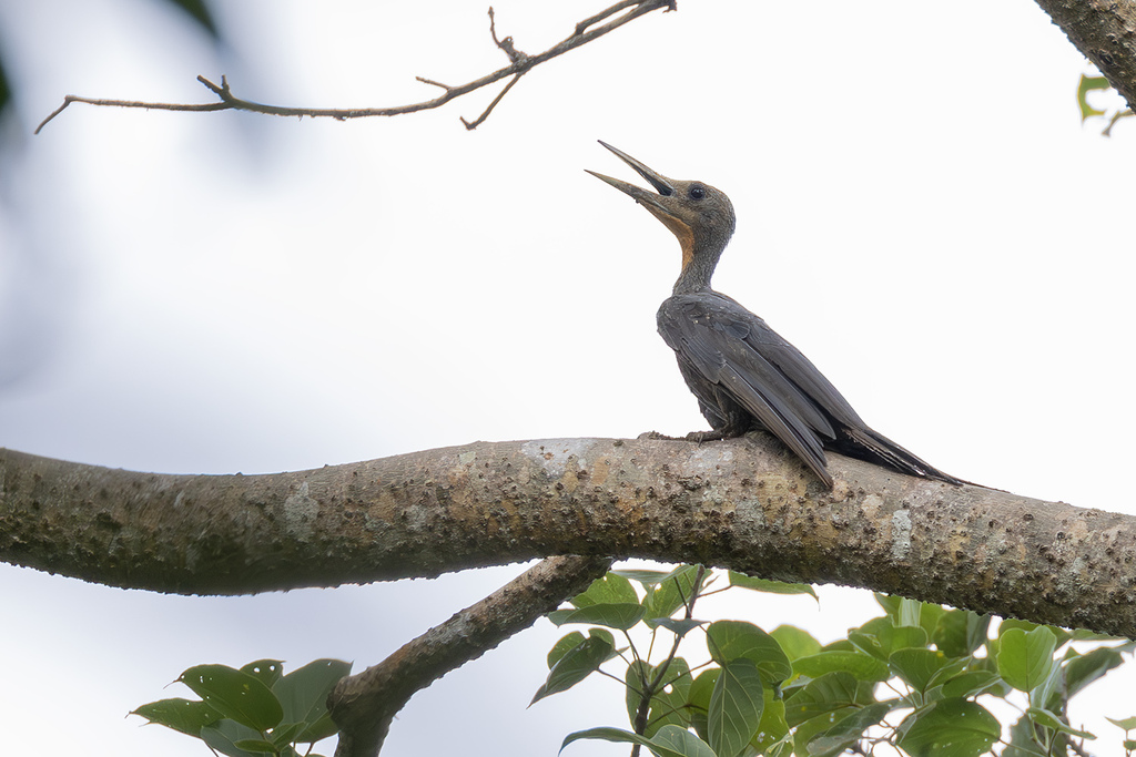 Great Slaty Woodpecker (Mulleripicus pulverulentus) photo