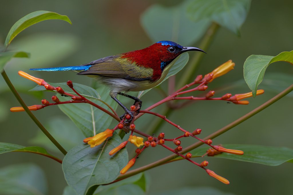 Lovely Sunbird photo