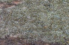 Lecanora saligna