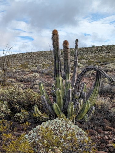 Pachycereus schottii