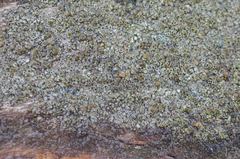 Lecanora saligna