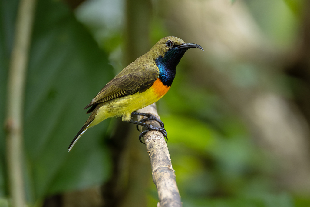 Palawan Sunbird (Cinnyris aurora) photo