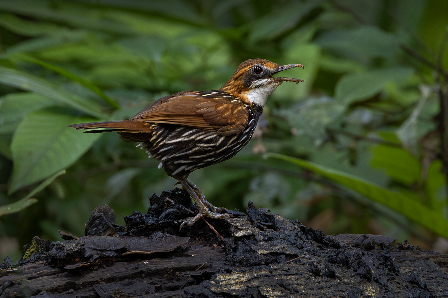 Falcated Wren-Babbler illustration