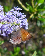 Callophrys muiri