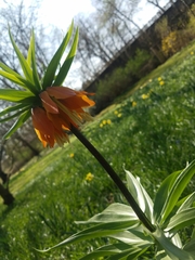 Fritillaria imperialis
