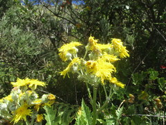 Sonchus acaulis