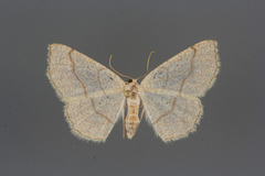 Destutia flumenata