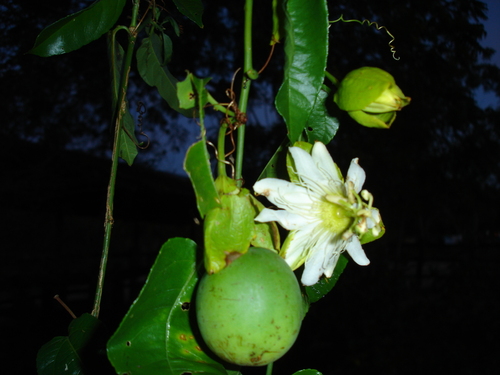 Passiflora guazumifolia