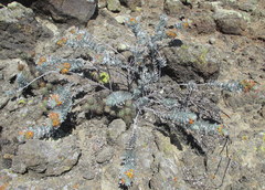 Acmispon argophyllus adsurgens