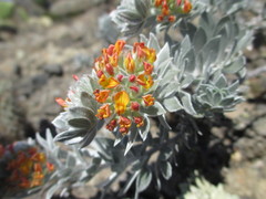 Acmispon argophyllus adsurgens