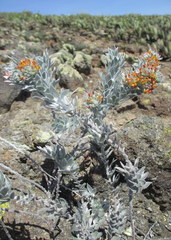 Acmispon argophyllus adsurgens